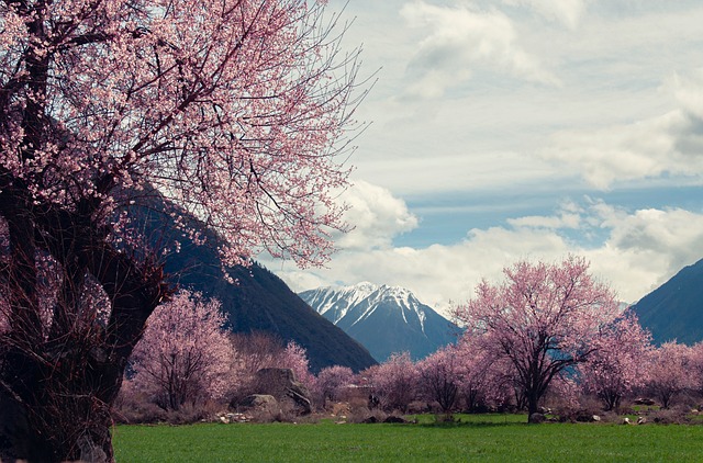 Tibet